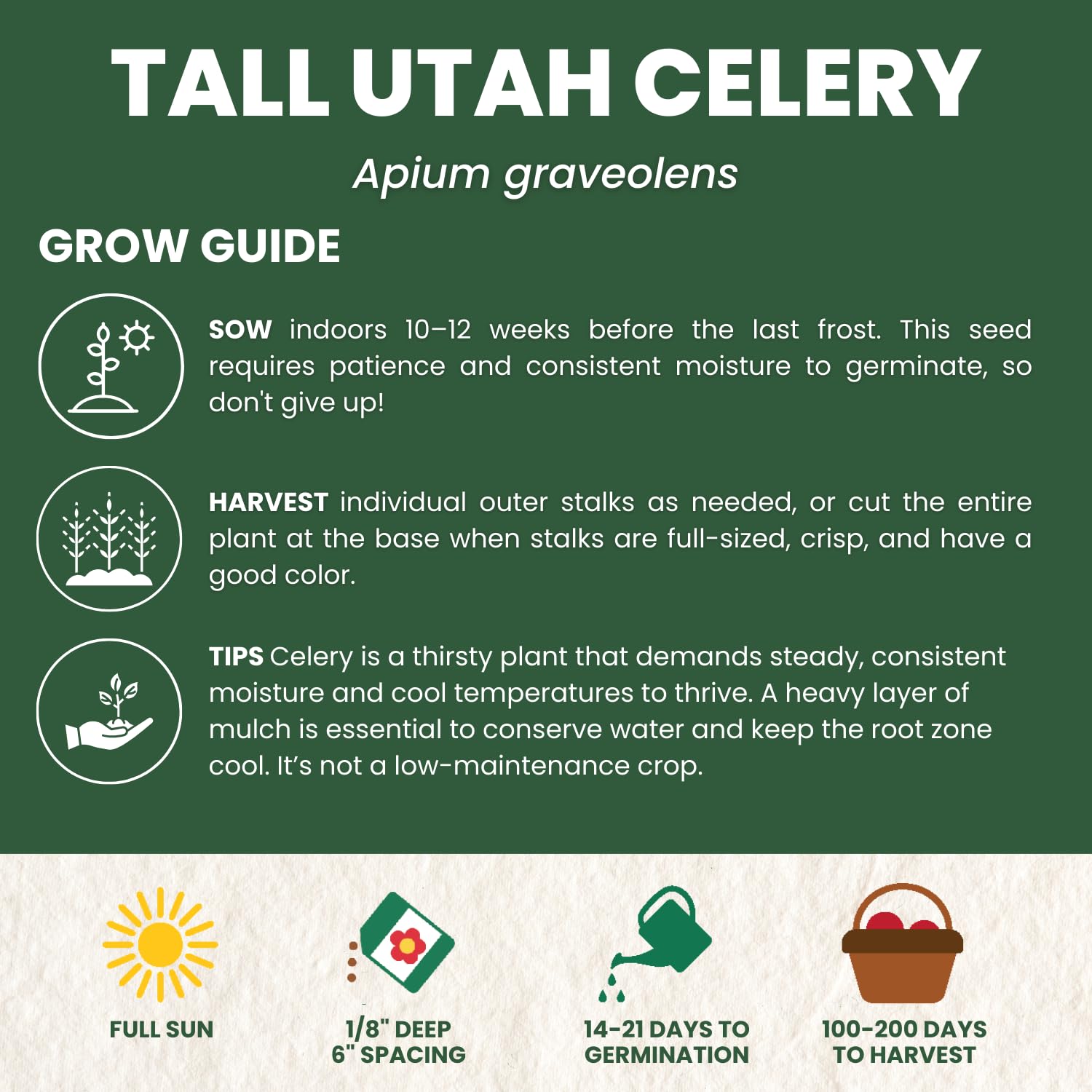 Harvest-ready stalks showcase sturdy dark-green ribs for meals.