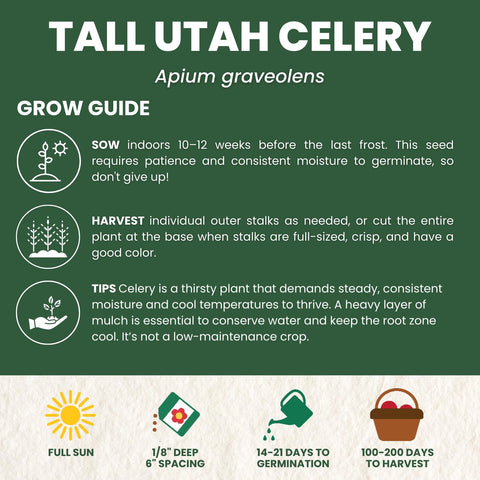 Harvest-ready stalks showcase sturdy dark-green ribs for meals.