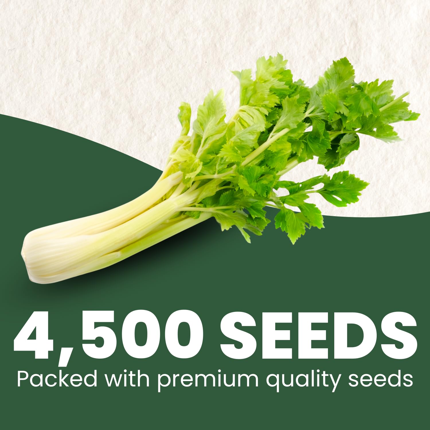 Tall Utah celery stalks close-up highlight crisp texture and aroma.