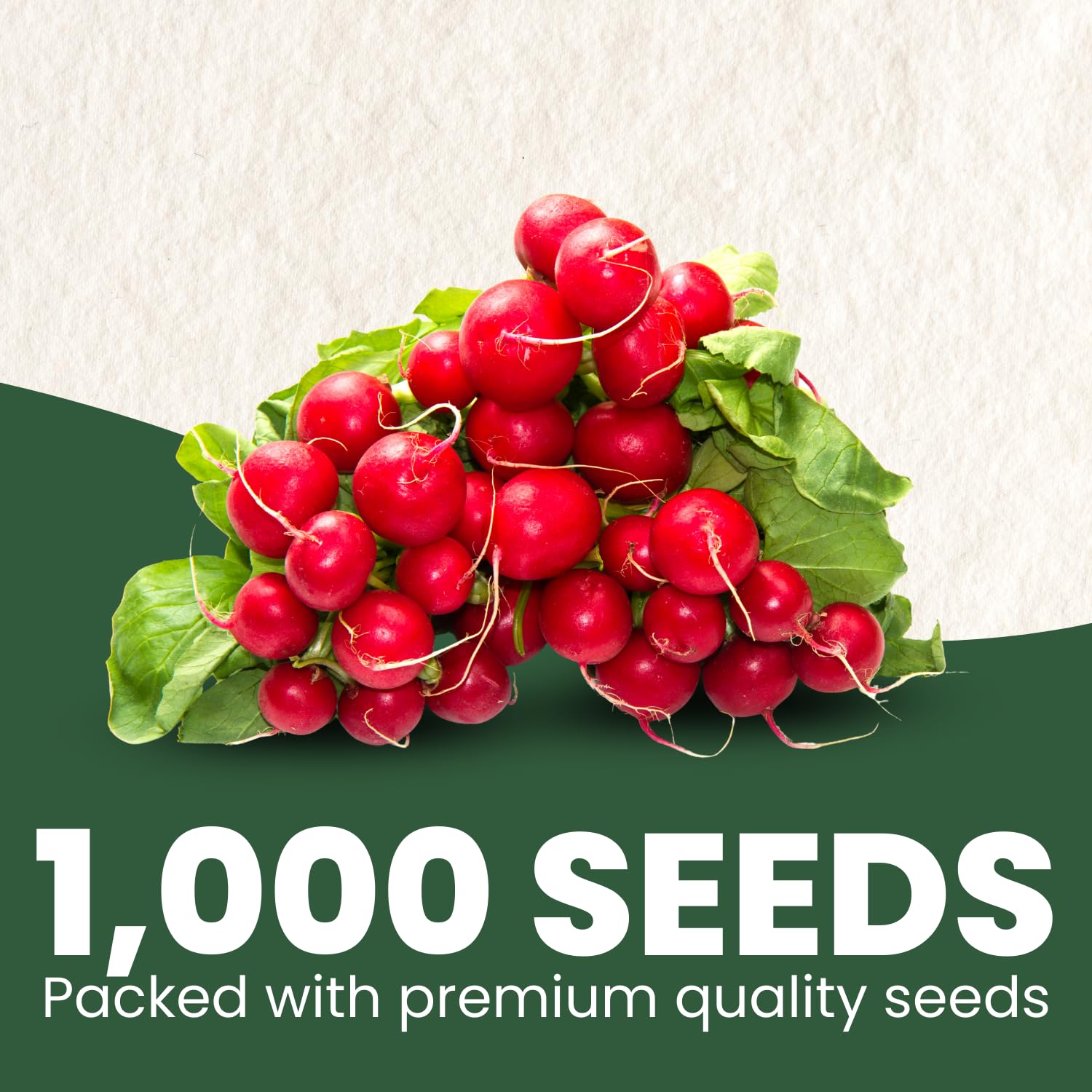 Close-up of Cherry Belle radish seeds from FAMILY SOWN showing premium quality.