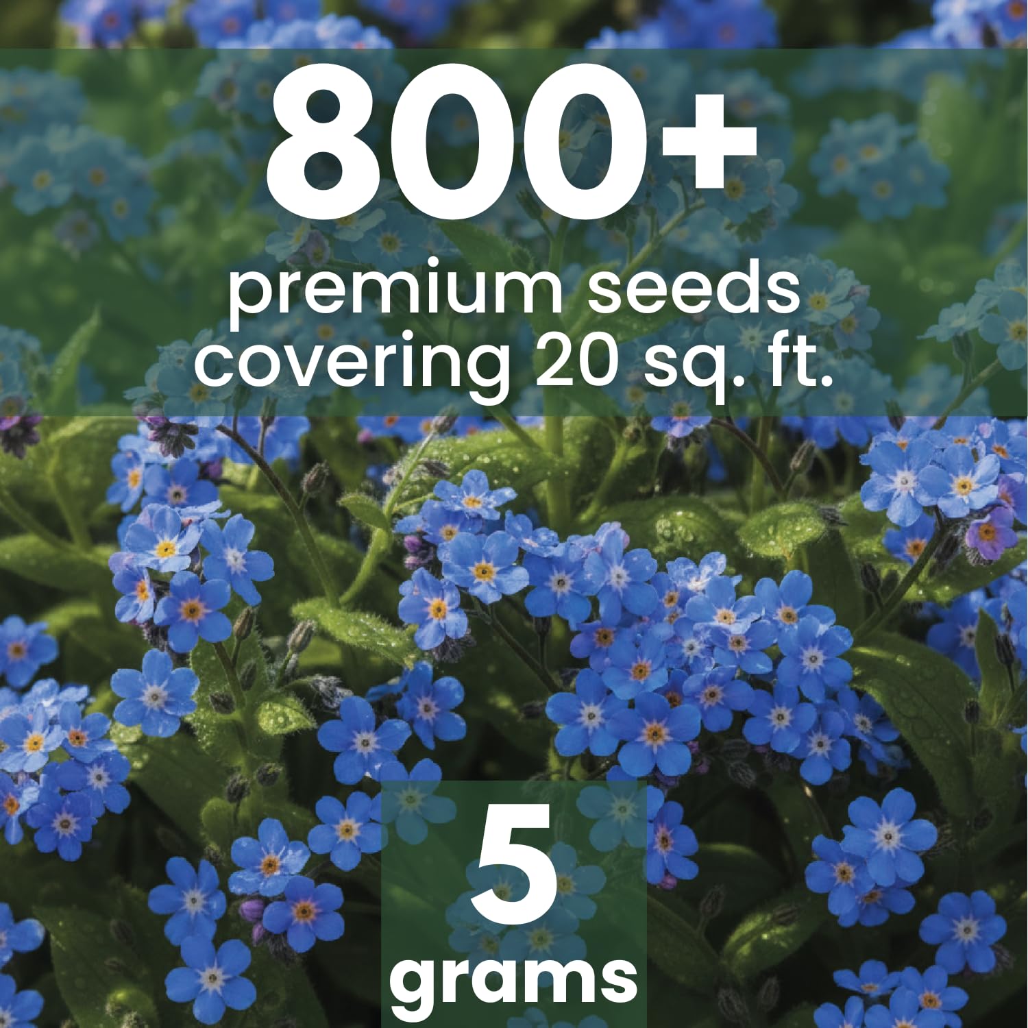 Closeup of Family Sown Chinese Forget Me Not seeds showing quality for reliable germination.