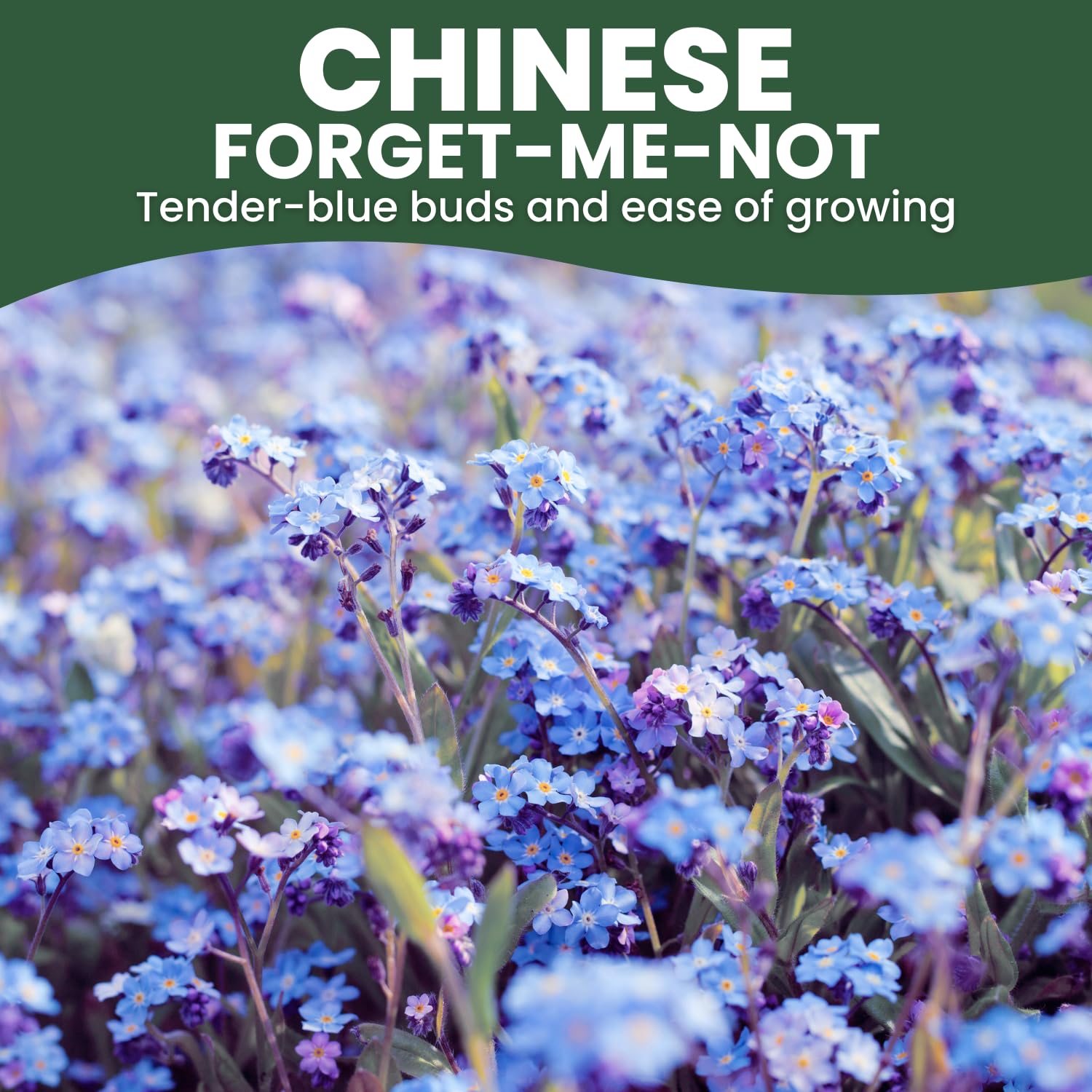 Hands sowing Family Sown Chinese Forget Me Not seeds in a garden bed for natural borders.