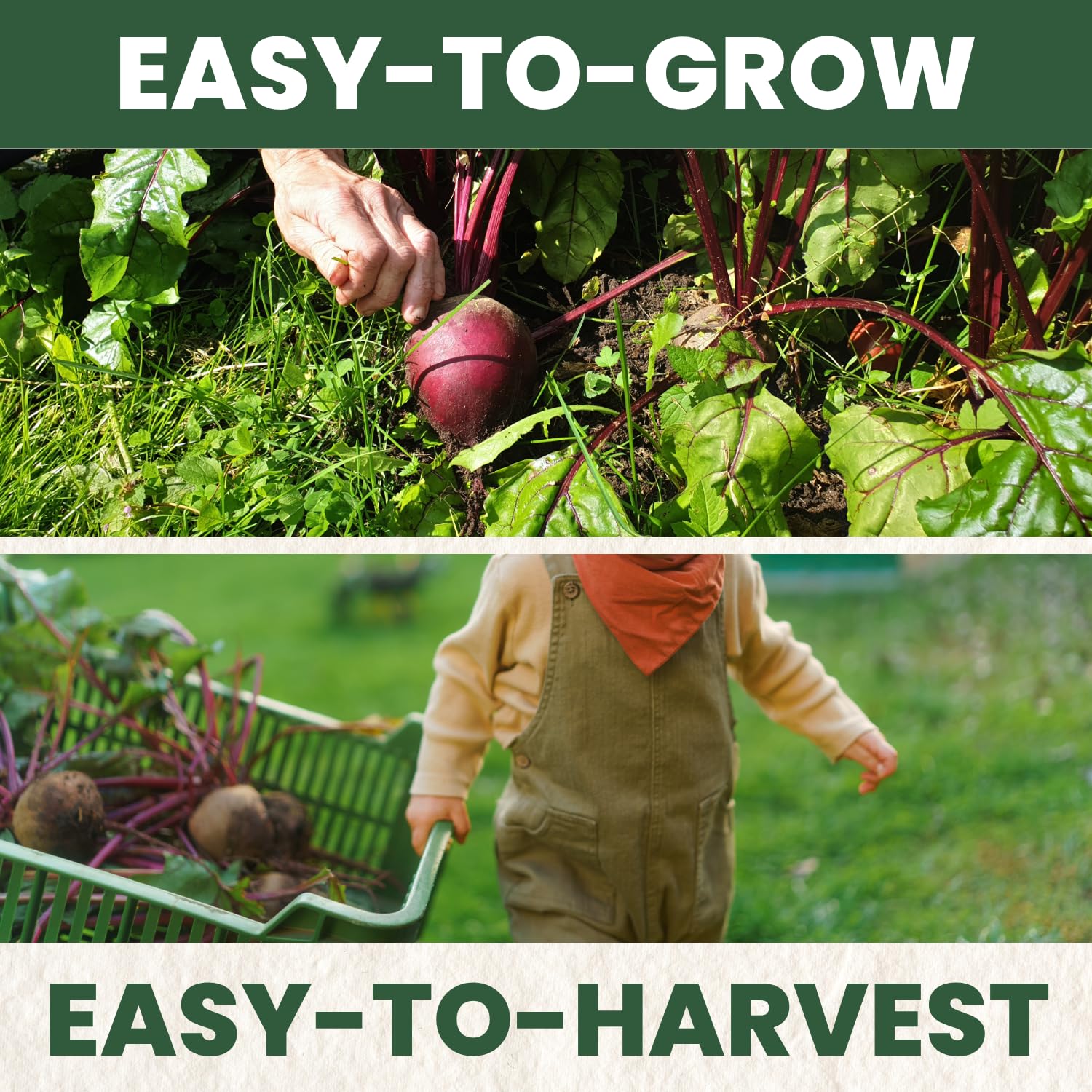 FAMILY SOWN container-ready beet image demonstrates versatile small-space gardening.