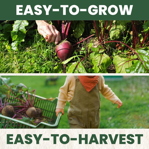 FAMILY SOWN container-ready beet image demonstrates versatile small-space gardening.