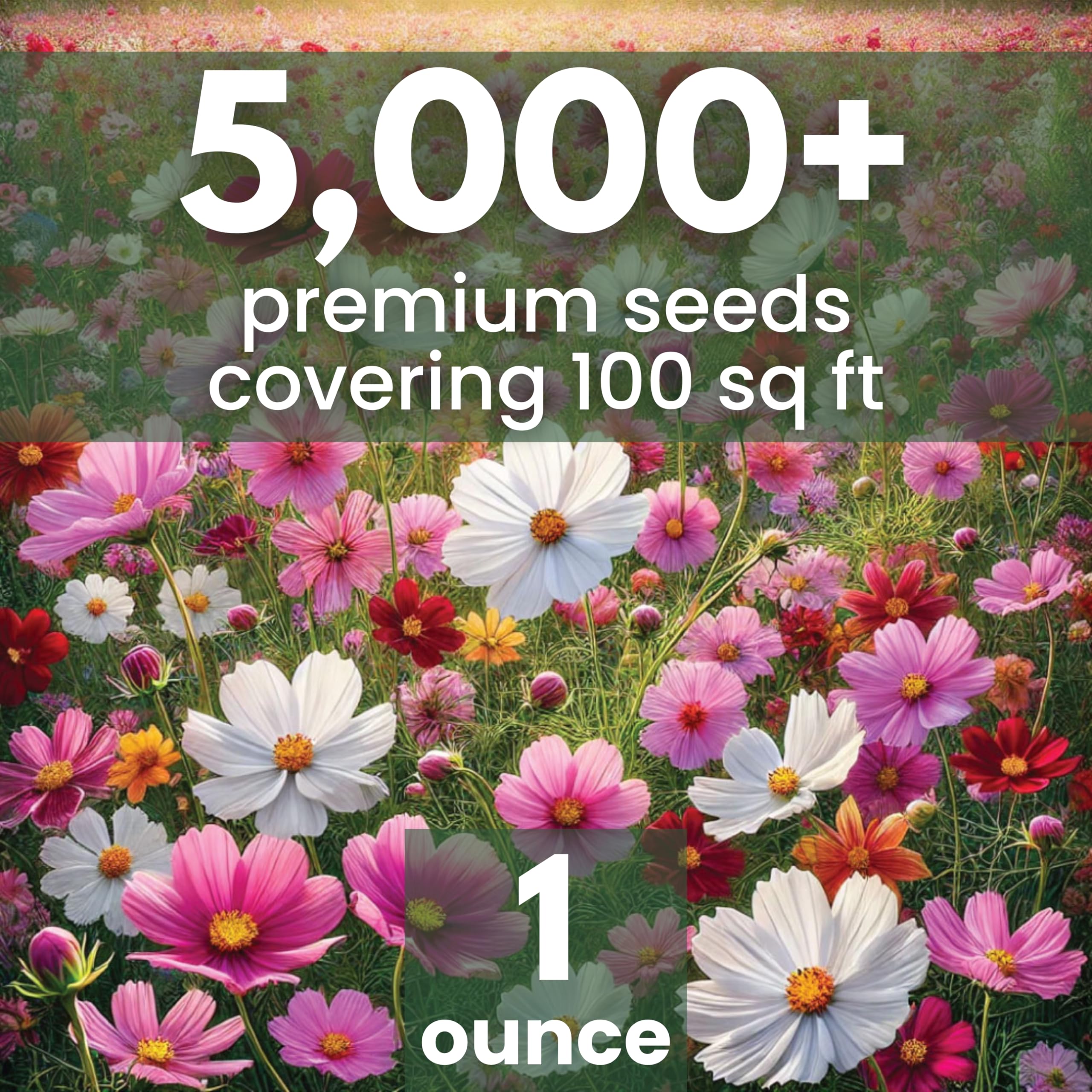 Cosmos blooms display from Family Sown mix adds lively garden interest