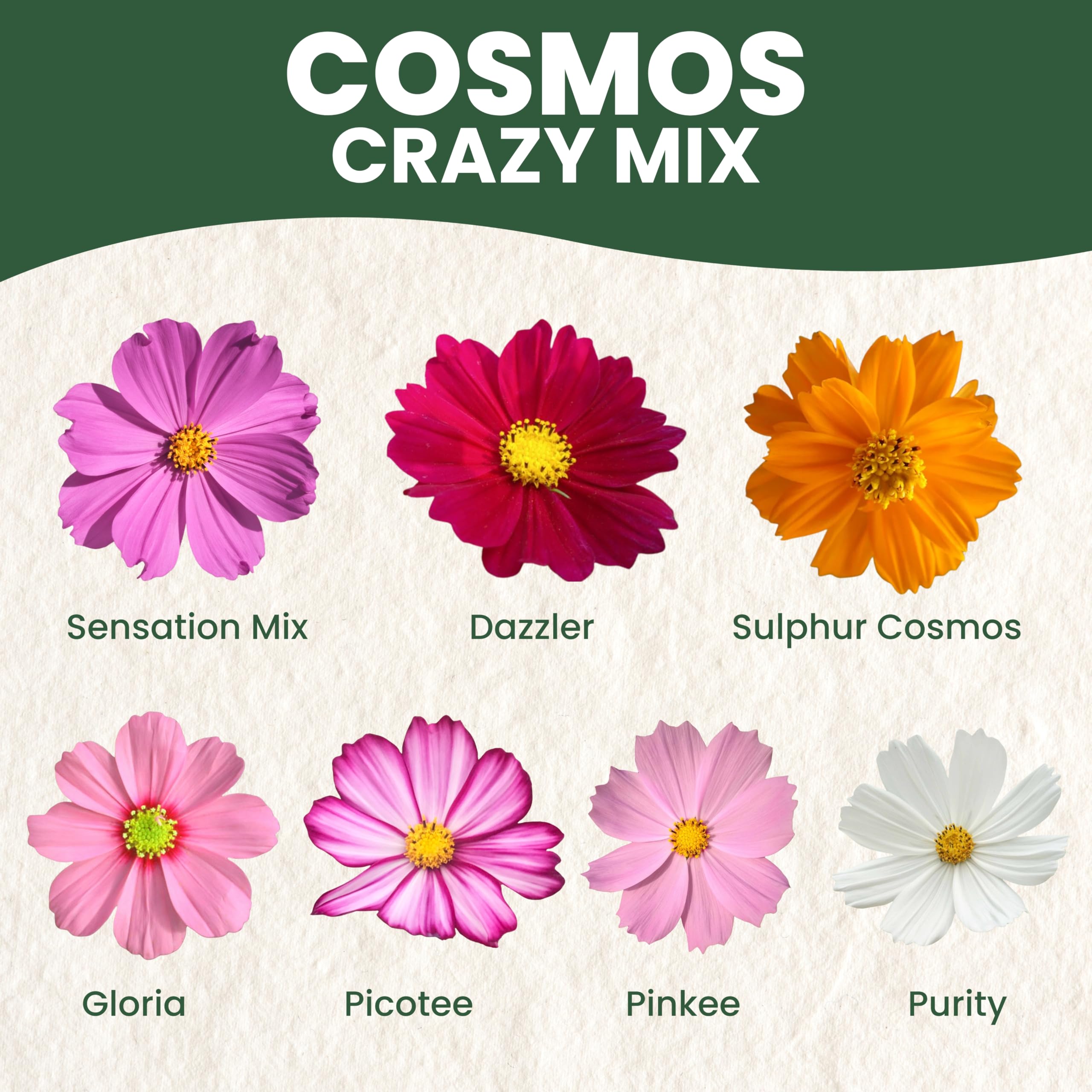 Family Sown cosmos seeds deliver vibrant color with easy garden growth.