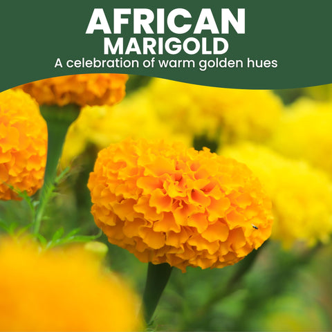 FAMILY SOWN Crackerjack bloom in yellow-orange, ideal for border accents.