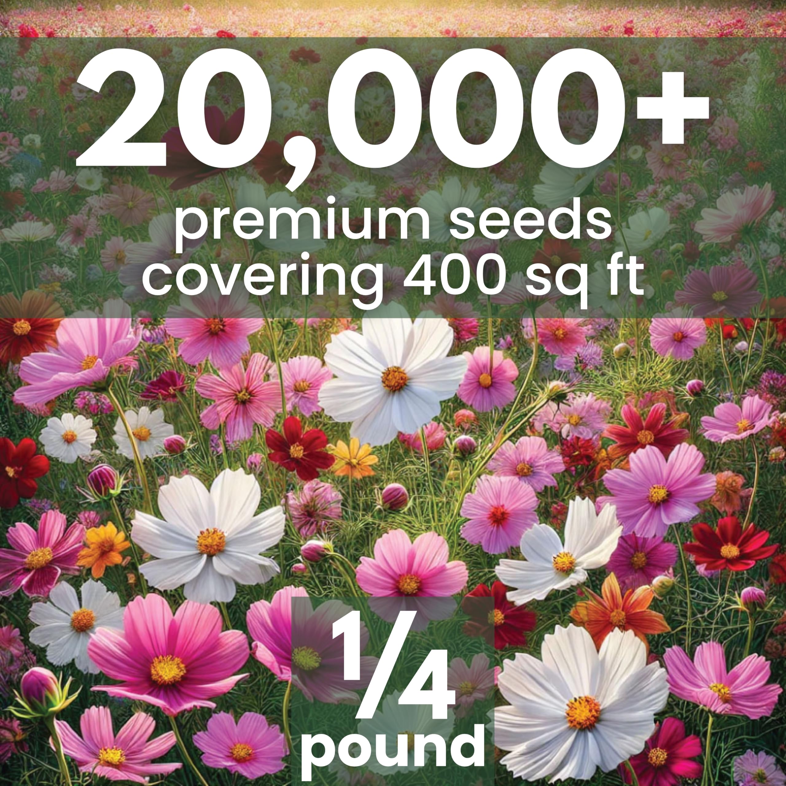 Family Sown Cosmos Mix pink-white-red blooms brighten borders and bouquets.