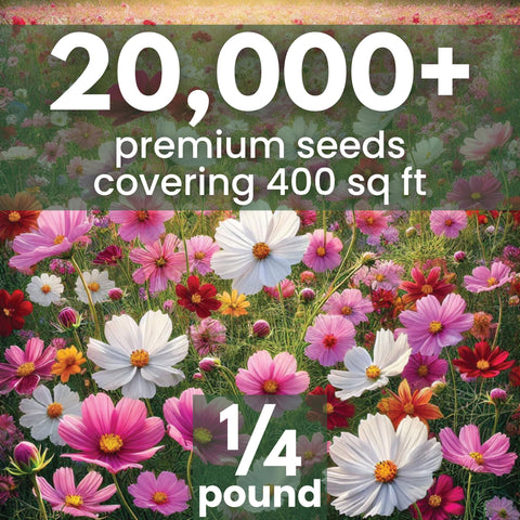 Family Sown Cosmos Mix pink-white-red blooms brighten borders and bouquets.