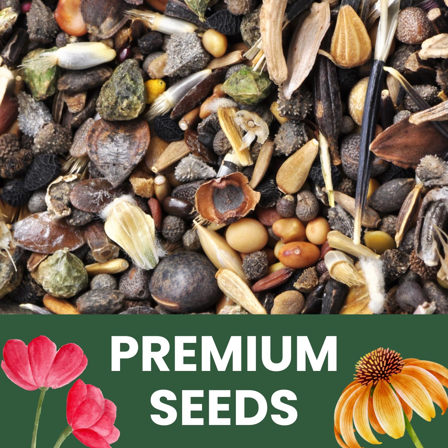 Sunny garden beds support vibrant Cosmos growth with easy care