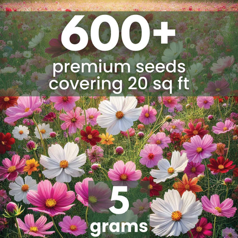 Close-up of Family Sown Cosmos Mix seeds showing variety for bright blooms