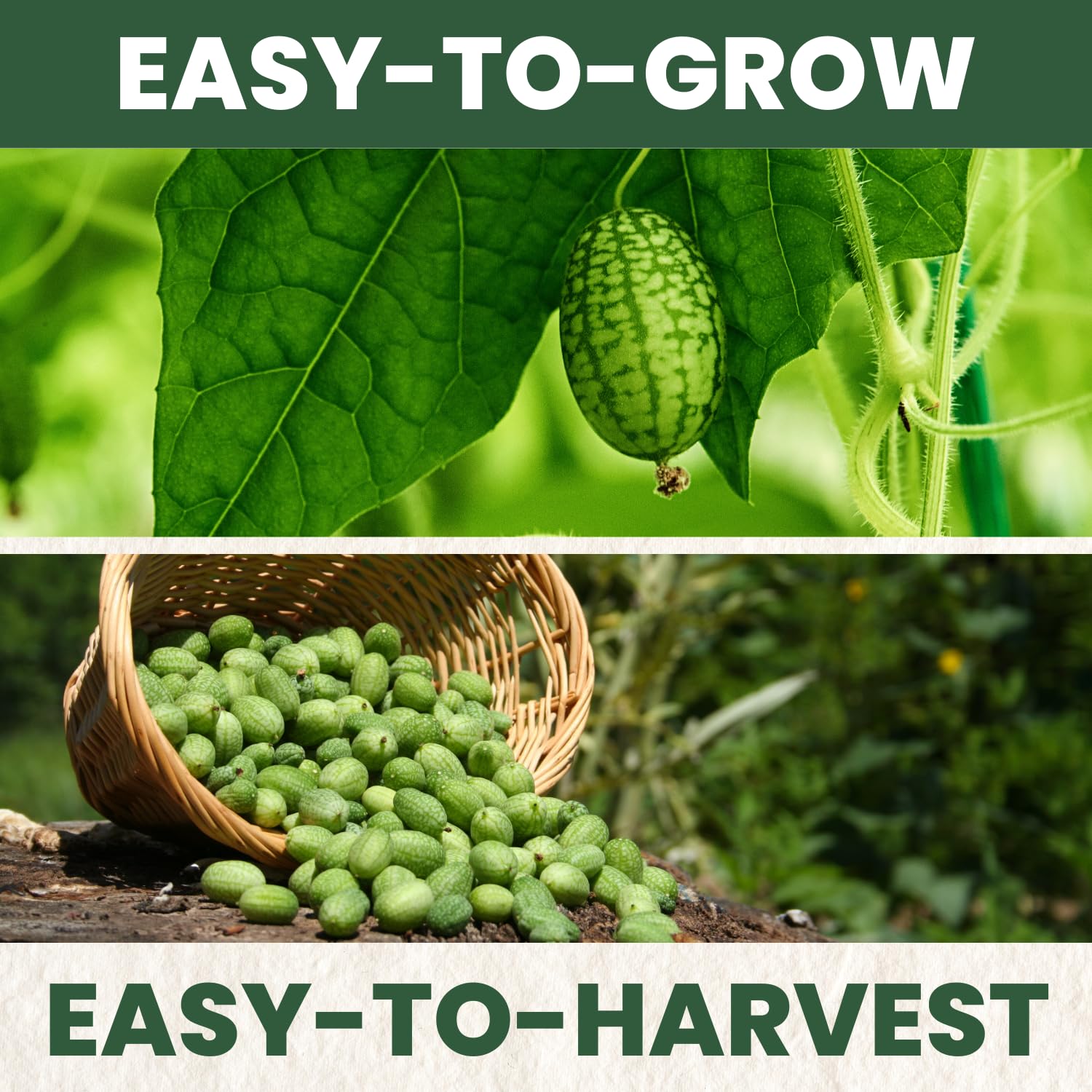 Family Sown Cucamelon 200mg freshness pouch protects seed viability