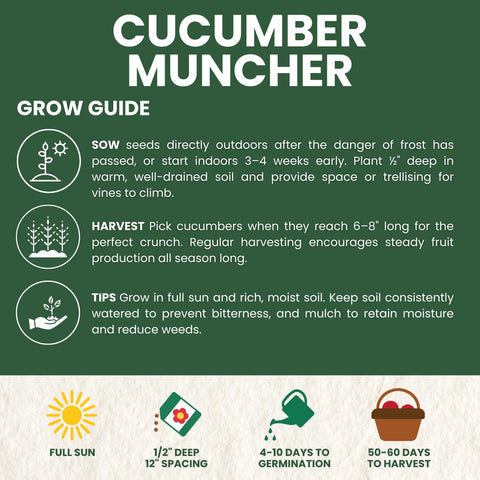 Family Sown Cucumber Muncher garden vines thriving in sunny beds