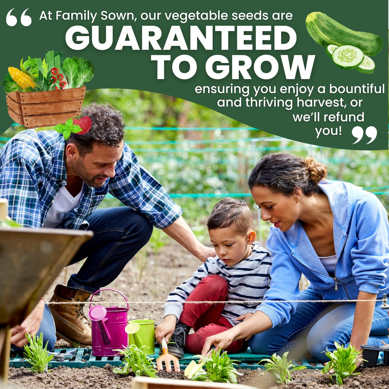 Family Sown Cucumber Muncher harvest-ready cucumbers ideal for hot-season harvests