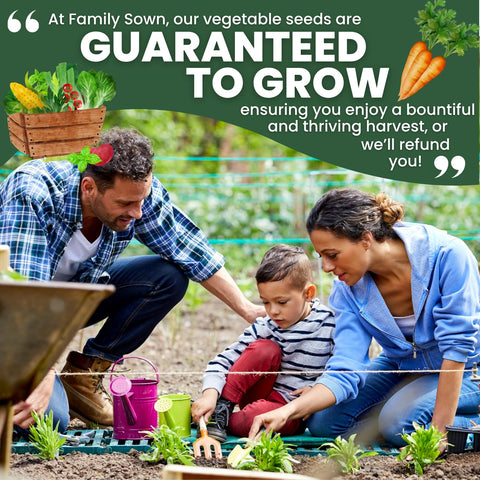 FAMILY SOWN Danvers 126 perfect for roasting and juicing