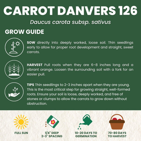 FAMILY SOWN Danvers 126 easy to grow in raised beds and loose soil