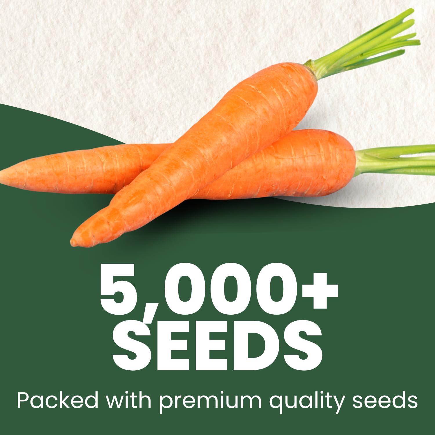 FAMILY SOWN Danvers 126 carrot roots with a tapered shape for even cooking