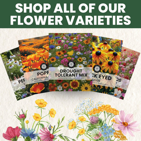 Family Sown drought-adapted varieties collection with colorful, heat-tolerant blooms.