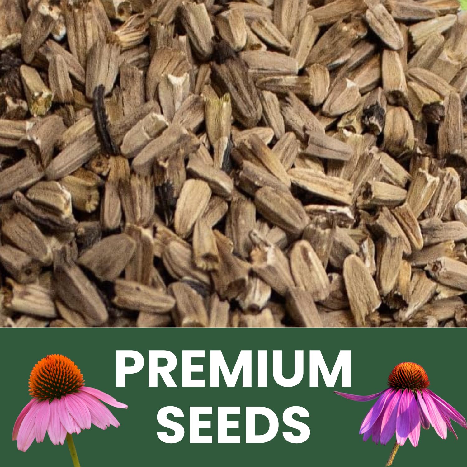 Family Sown Drought-tolerant coneflowers suited for long bloom displays.