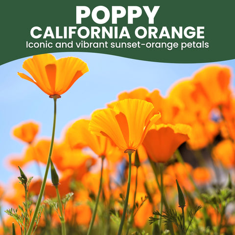 Family Sown drought-tolerant wildflowers create a sunny meadow.