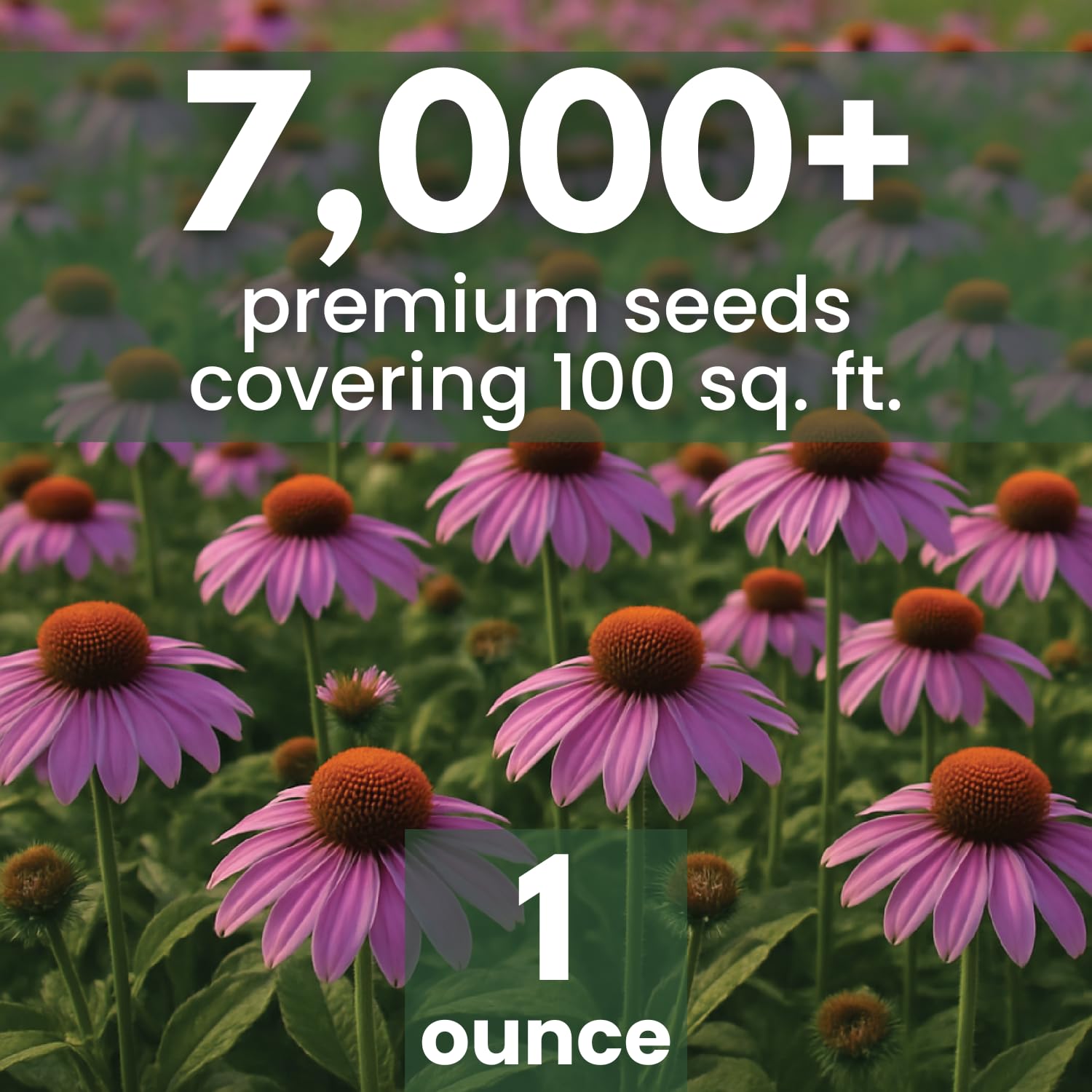 Family Sown Echinacea purpurea seeds pouch shown, ready for 2026 planting with fresh packaging.