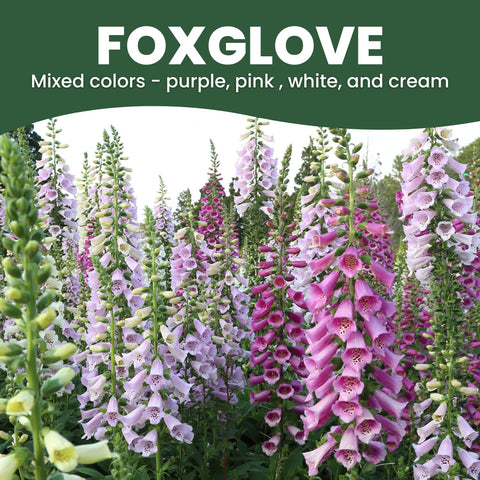 FAMILY SOWN Foxglove interior speckling adds cottage garden charm.