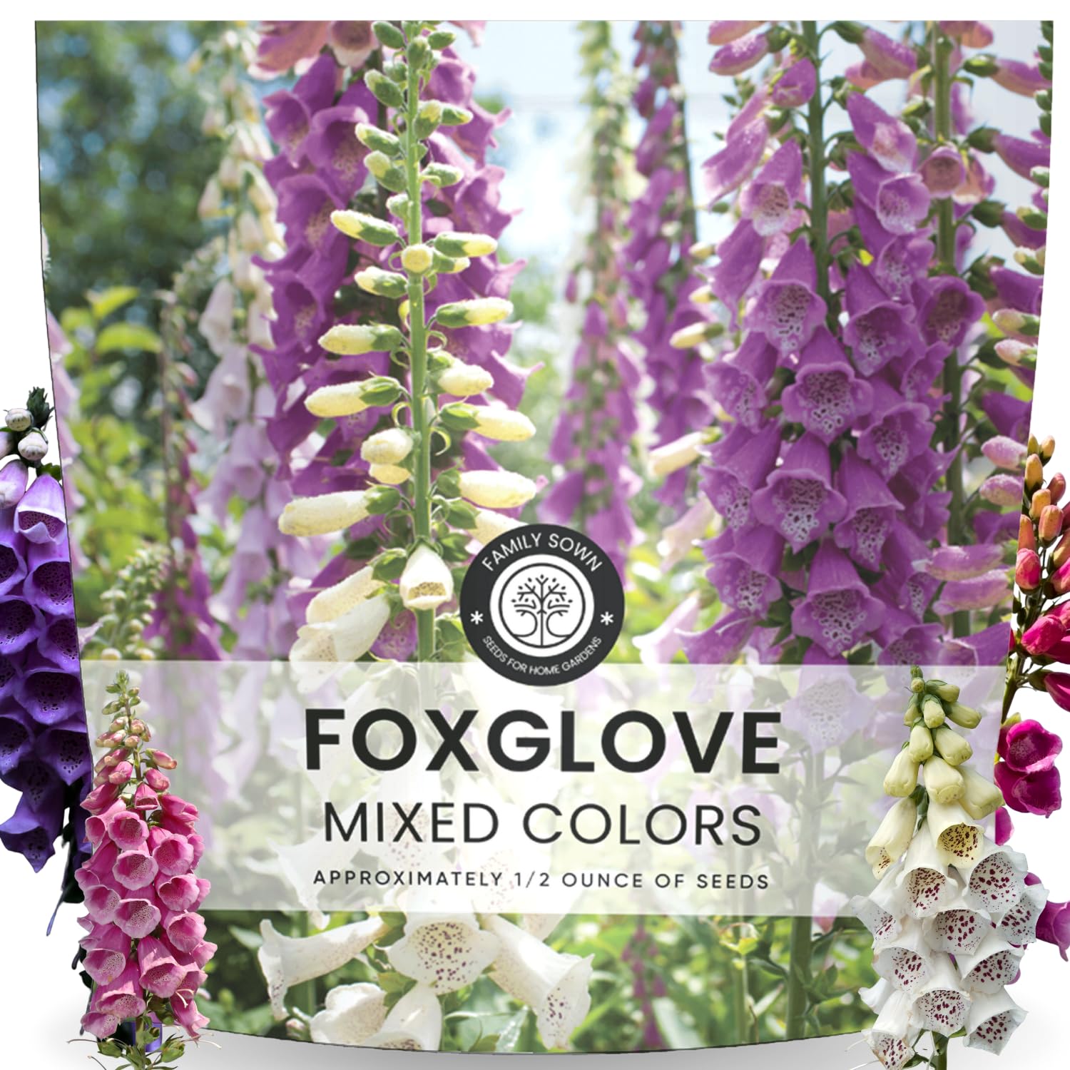 FAMILY SOWN Foxglove mixed colors bloom spires for a vibrant border.