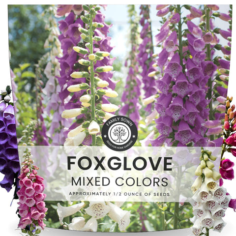 FAMILY SOWN Foxglove mixed colors bloom spires for a vibrant border.