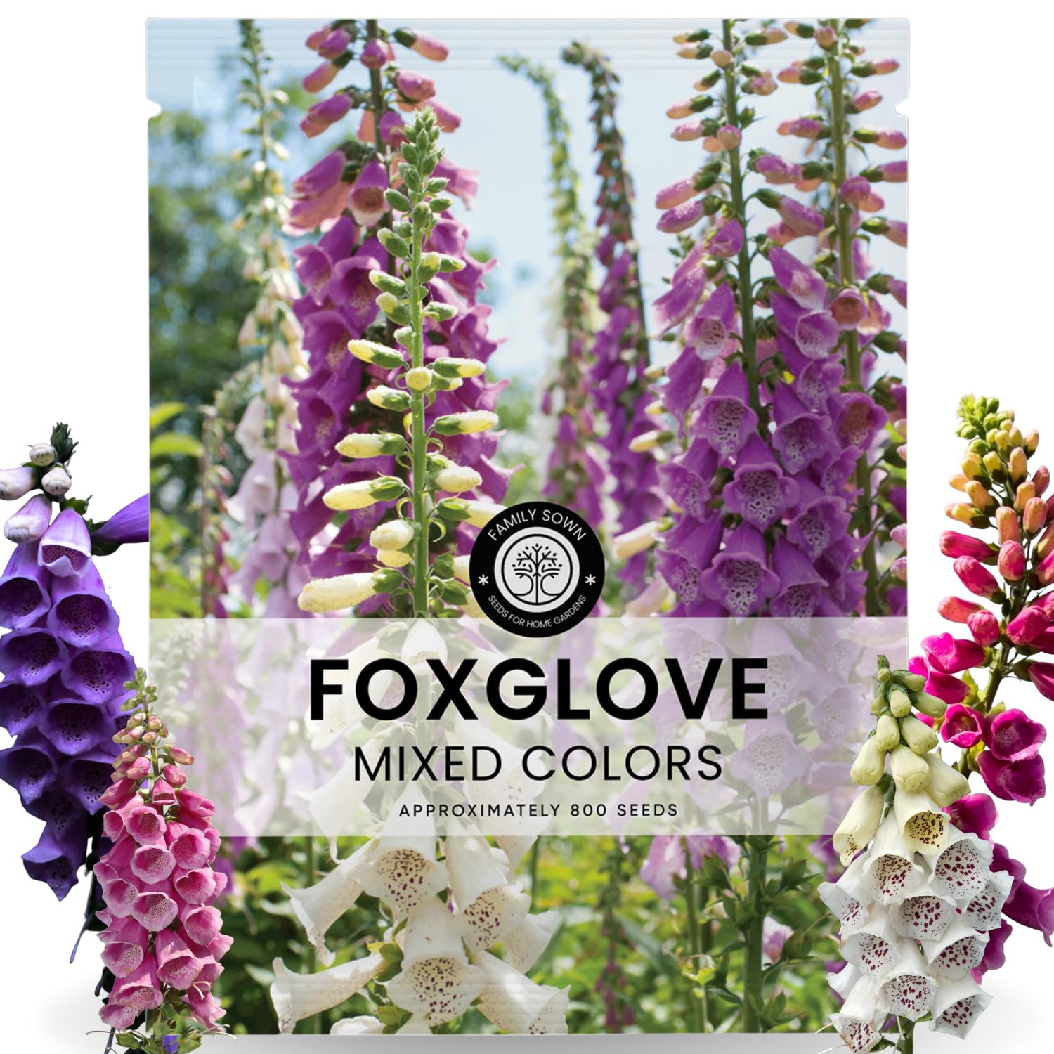 Family Sown Foxglove mixed colors seeds ready for vibrant borders