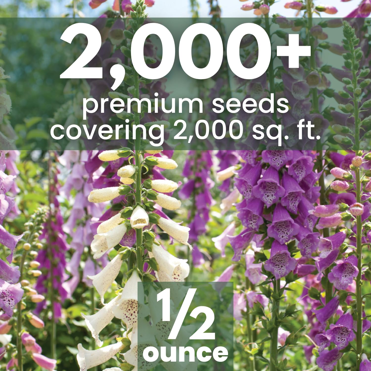FAMILY SOWN Foxglove pastel blooms close-up showing elegant speckled interiors.
