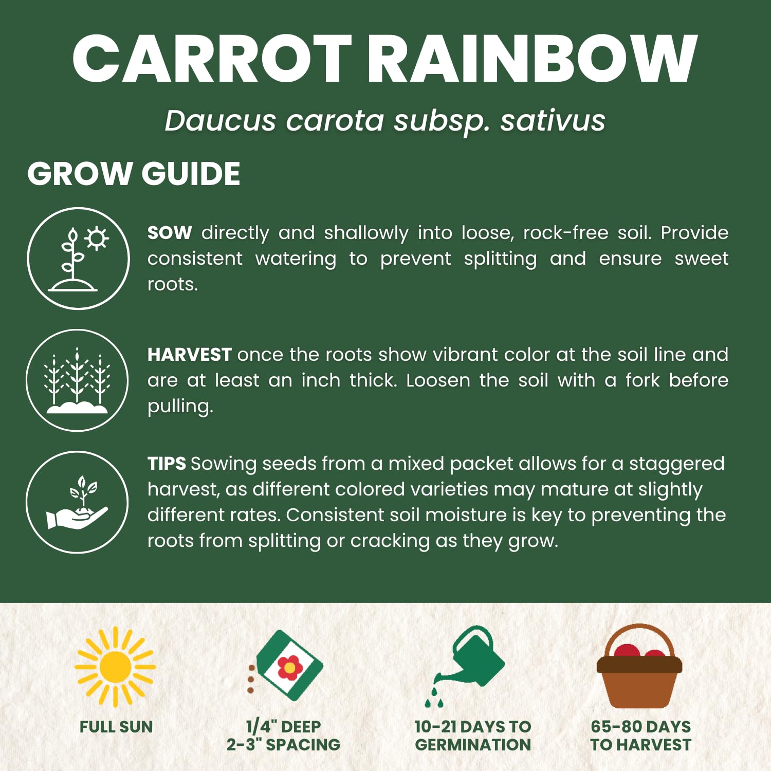 Family Sown fresh-carrots-harvest reveals crunchy, colorful harvest after sun.