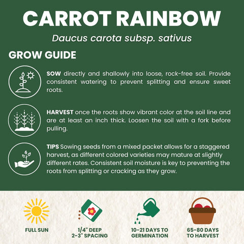 Family Sown fresh-carrots-harvest reveals crunchy, colorful harvest after sun.