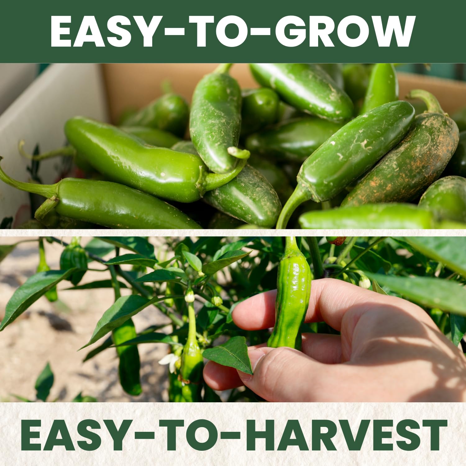 Family Sown seeds come with clear planting instructions for easy garden setup.