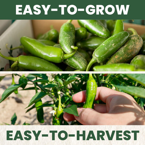 Family Sown seeds come with clear planting instructions for easy garden setup.