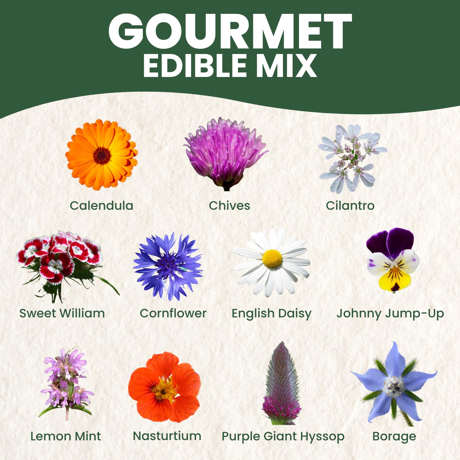 Family Sown Gourmet Edible Mix herbs and flowers bowl boosts kitchen creativity.