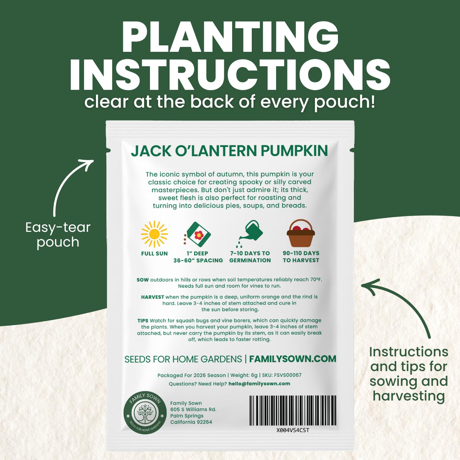Family Sown Jack-O-Lantern pumpkins on vine with vibrant orange color