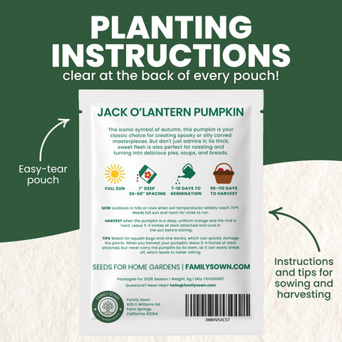 Family Sown Jack-O-Lantern pumpkins on vine with vibrant orange color