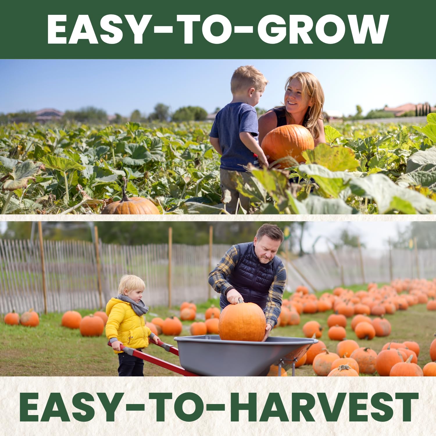 Family Sown Jack-O-Lantern seeds classic carving variety for sturdy pumpkins