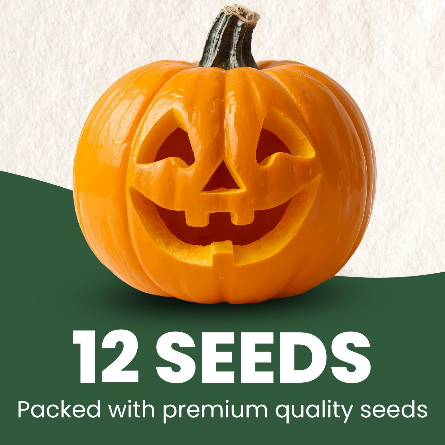Family Sown Jack-O-Lantern seeds closeup showing premium quality