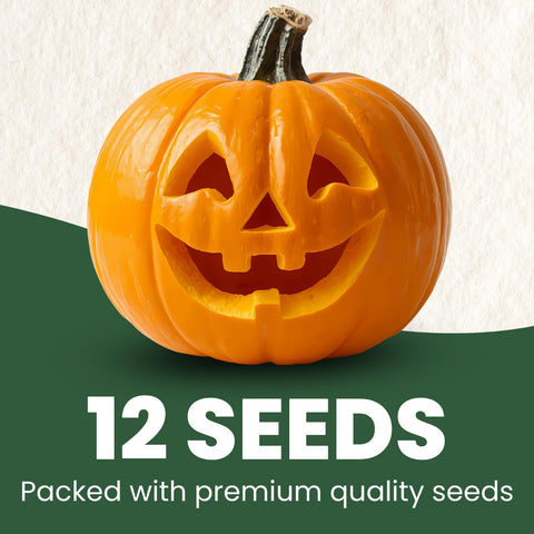 Family Sown Jack-O-Lantern seeds closeup showing premium quality