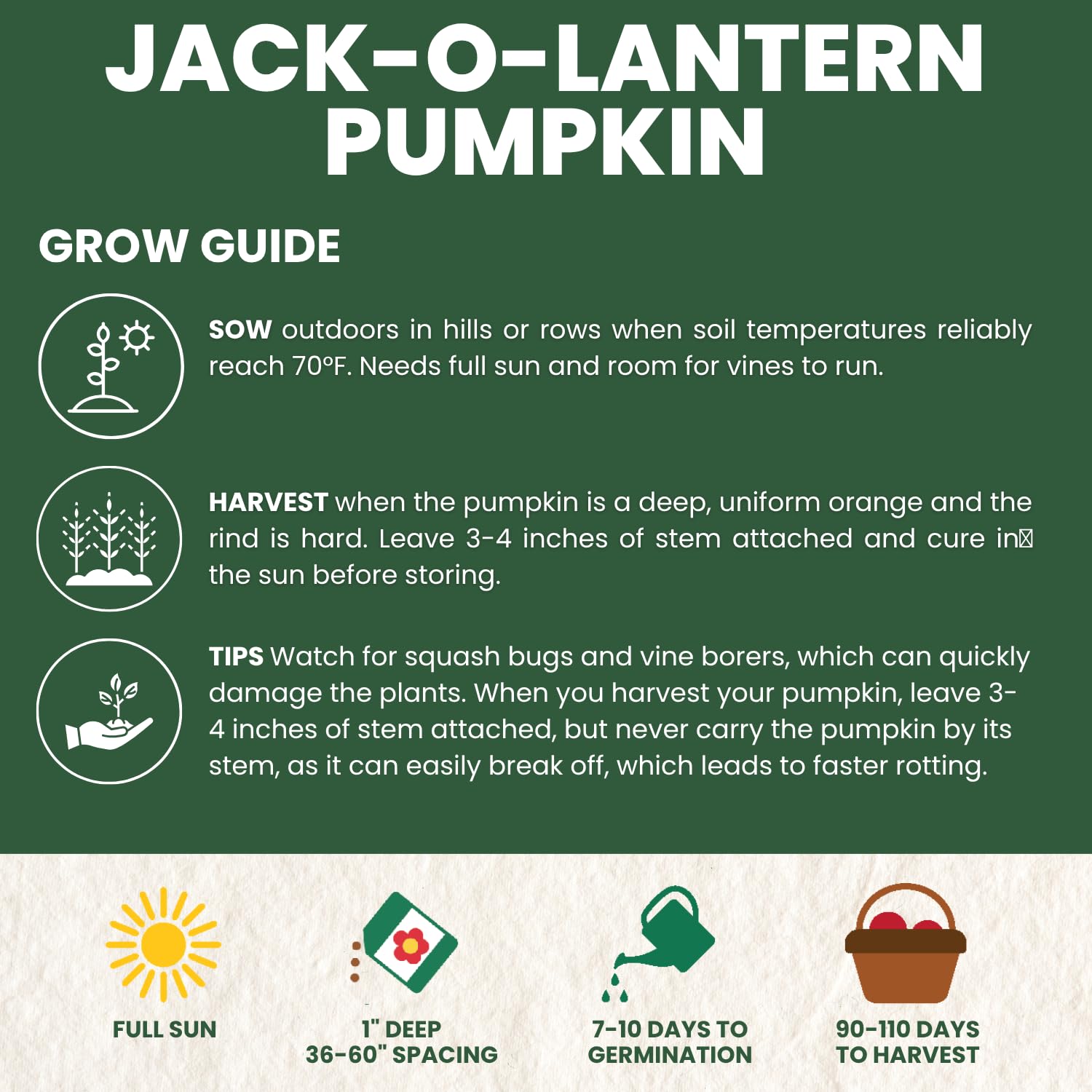 Family Sown Jack-O-Lantern seeds sowing image for beginners