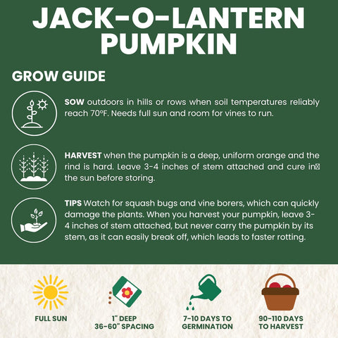 Family Sown Jack-O-Lantern seeds sowing image for beginners