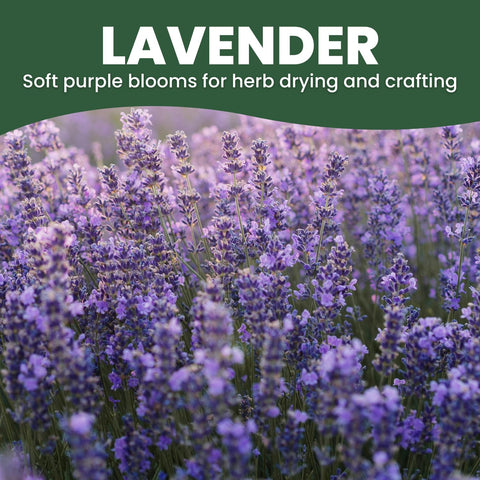 FAMILY SOWN Lavender border garden example with silvery foliage and purple blooms.