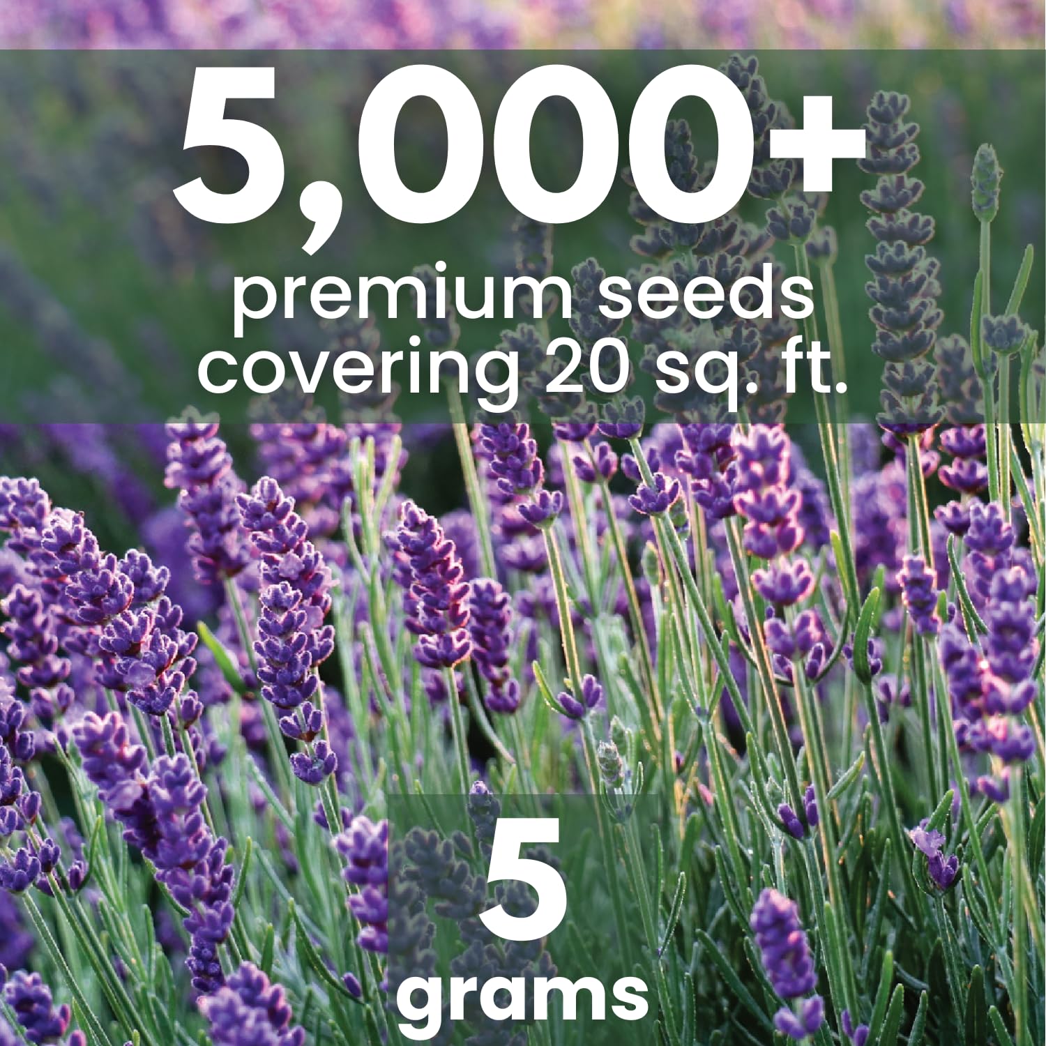 Family Sown Lavender 5g pouch front—fresh packaging preserves viability for reliable sowing.