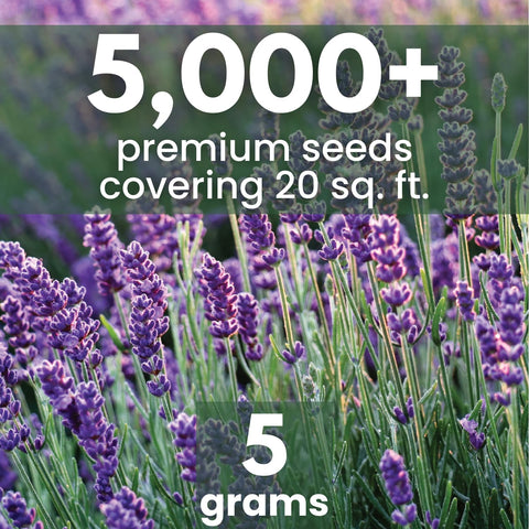 Family Sown Lavender 5g pouch front—fresh packaging preserves viability for reliable sowing.