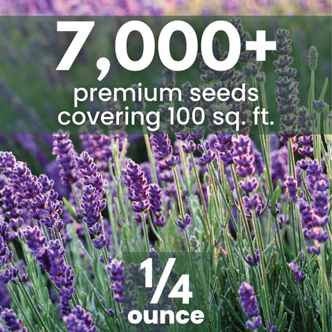 FAMILY SOWN Lavender seeds viability close-up shows strong germination potential.