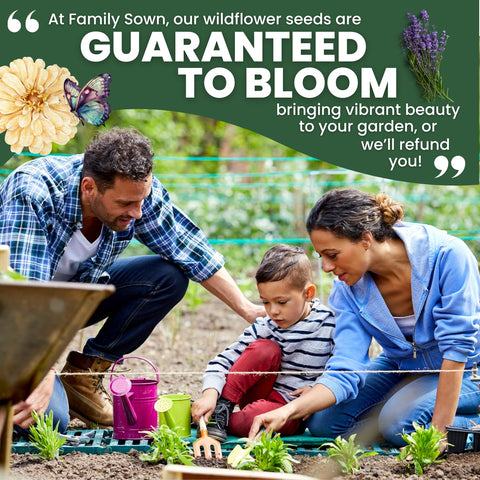 Family Sown Lavender sowing instructions label—clear guidance helps successful perennial establishment.