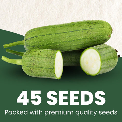 Family Sown luffa gourd vines growing on a trellis indicate strong, productive growth.