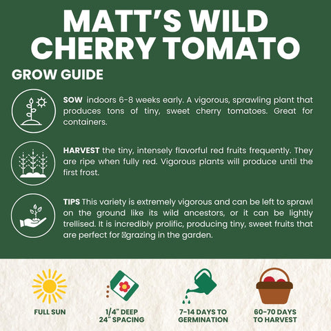 Bite-sized Matt’s Wild Cherry Tomato fruits ideal for salads