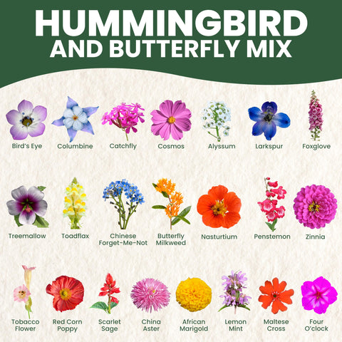 Family Sown meadow border display featuring bright blooms for wildlife.